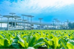 <b>建牢“产运销管”闭环 成都“小菜篮”托稳大平</b>